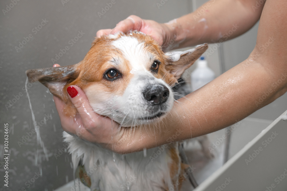 Lavage de chien à Poitiers