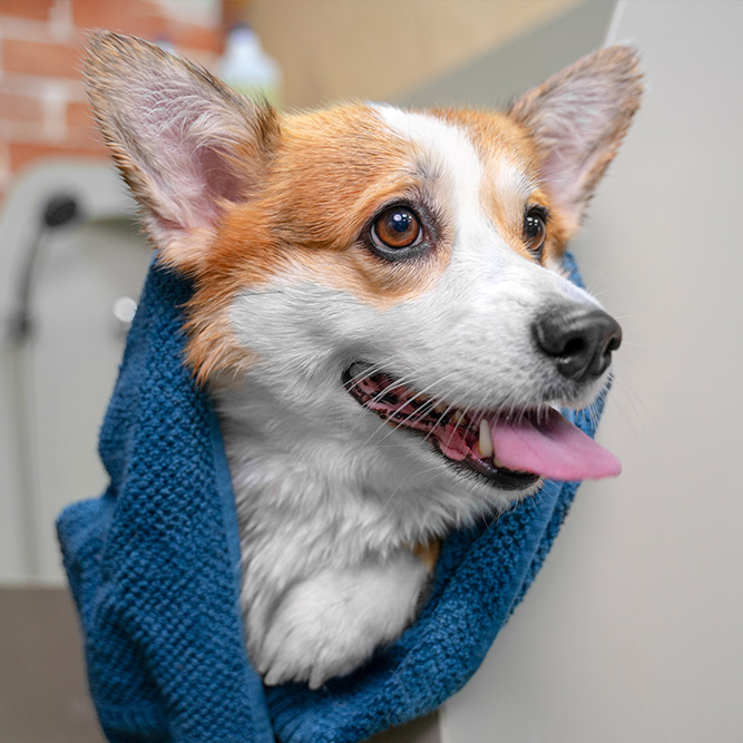 Approche innovante du toilettage canin à Poitiers