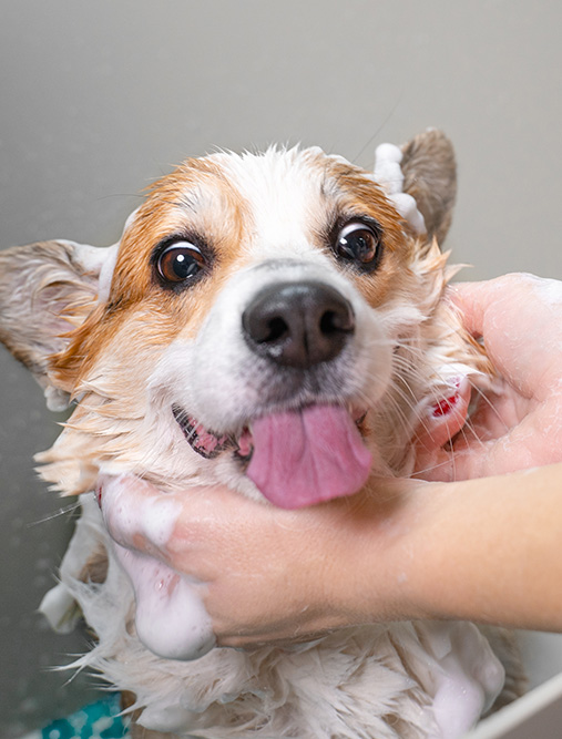Dog Wash pour lavage de chien impeccable à Poitiers