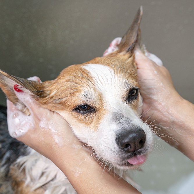 Lavage de chien agréable et facile