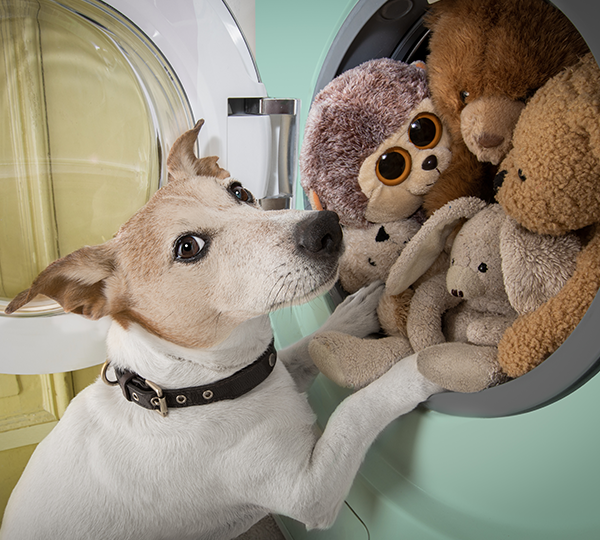 Laverie pour animaux avec machine pour accessoires