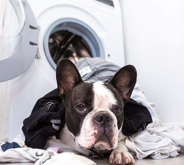 Laverie pour animaux à Poitiers pour petits chiens